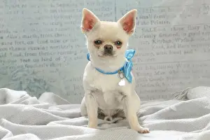 260221: Chihuahua dog indoors