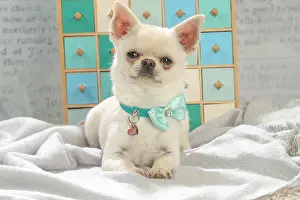 260221: Chihuahua dog indoors