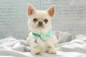 260221: Chihuahua dog indoors