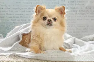 260221: Chihuahua dog indoors
