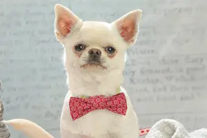 260221: Chihuahua dog indoors