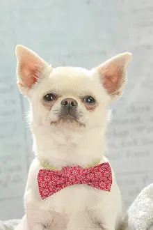 260221: Chihuahua dog indoors