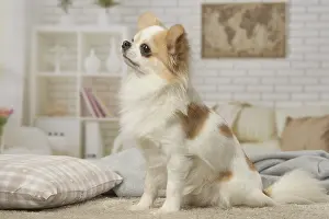 310118: Chihuahua dog indoors