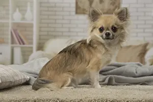 310118: Chihuahua dog indoors