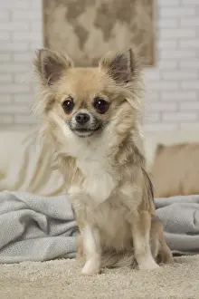 310118: Chihuahua dog indoors