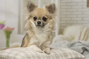 310118: Chihuahua dog indoors
