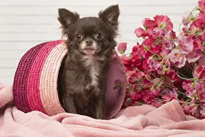 310118: Chihuahua dog indoors