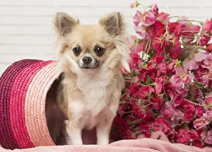 310118: Chihuahua dog indoors