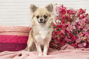 310118: Chihuahua dog indoors