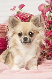 310118: Chihuahua dog indoors
