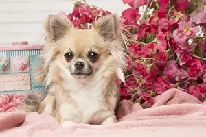 310118: Chihuahua dog indoors