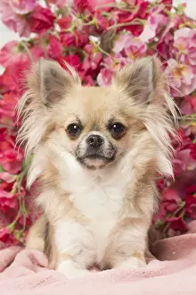 310118: Chihuahua dog indoors