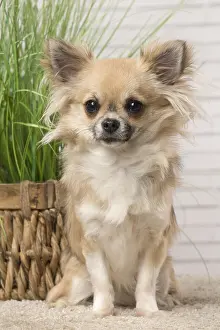 310118: Chihuahua dog indoors