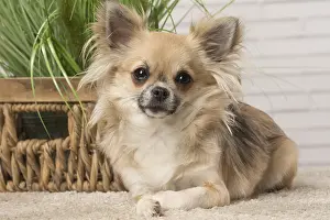 310118: Chihuahua dog indoors