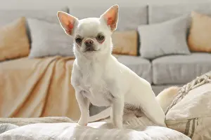 260221: Chihuahua dog indoors