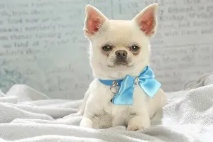 Bows: Chihuahua dog indoors