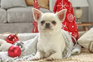 260221: Chihuahua dog indoors at Christmas