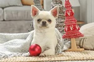 260221: Chihuahua dog indoors at Christmas