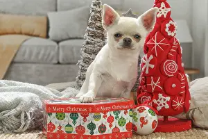 260221: Chihuahua dog indoors at Christmas