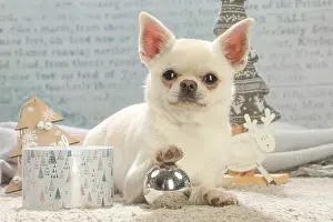 260221: Chihuahua dog indoors at Christmas