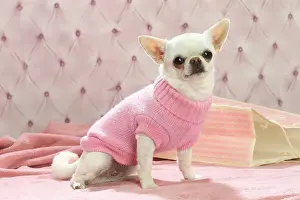 260221: Chihuahua dog indoors wearing a jumper