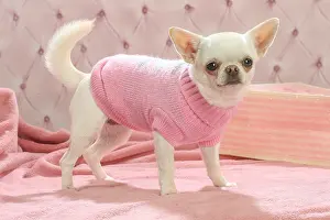 260221: Chihuahua dog indoors wearing a jumper