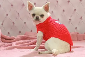 260221: Chihuahua dog indoors wearing a jumper