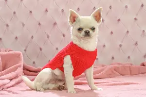 260221: Chihuahua dog indoors wearing a jumper