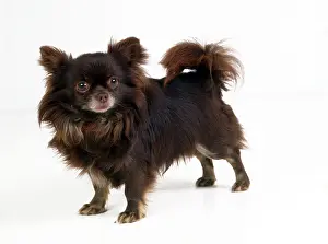 Longhaired: CHIHUAHUA DOG - LONGHAIRED
