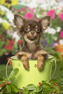 240119: Chihuahua dog outdoors in the garden