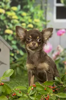 240119: Chihuahua dog outdoors in the garden