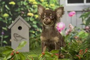 240119: Chihuahua dog outdoors in the garden
