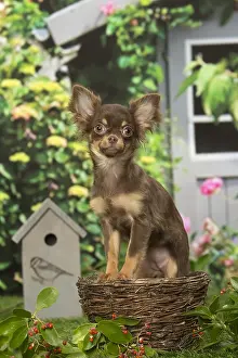240119: Chihuahua dog outdoors in the garden