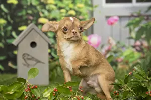 Scared: Chihuahua dog outdoors in the garden