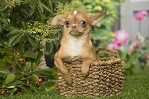 240119: Chihuahua dog outdoors in the garden