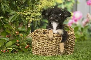 240119: Chihuahua dog outdoors in the garden