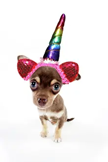 Unicorn: Chihuahua Dog, puppy sitting, wearing a rainbow unicorn horn