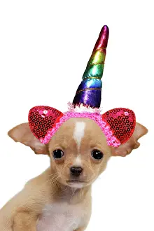 Unicorn: Chihuahua Dog, puppy wearing rainbow coloured unicorn horn