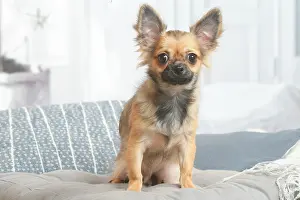181120: Chihuahua dog sitting indoors in the living room
