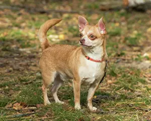 Ystad: Chihuahua dog standing outside in the nature in