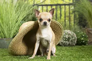 Chihuahuas: Chihuahua Dog with straw hat