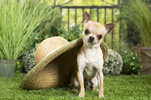 240517: Chihuahua Dog with straw hat