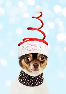Studded: Chihuahua Dog, wearing large studded collar and