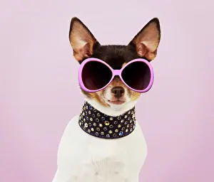 220719: Chihuahua Dog, wearing large studded collar and sunglasses