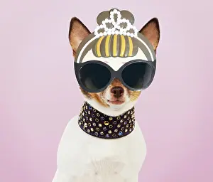 Sunglasses: Chihuahua Dog, wearing large studded collar and sunglasses