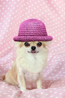 220719: Chihuahua Dog wearing pink straw hat