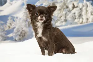 Fake: Chihuahua dog in the winter snow