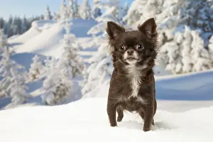 Fake: Chihuahua dog in the winter snow