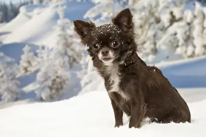 Fake: Chihuahua dog in the winter snow