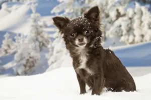 Fake: Chihuahua dog in the winter snow